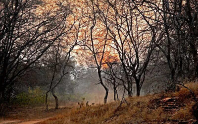 msid 123372652imgsize 149852.cms https://jaipur.visitinrajasthan.com/wp-content/uploads/2023/10/cropped-cropped-R-2.png