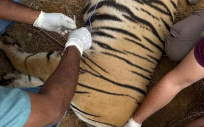 msid 123372689imgsize 84448.cms https://jaipur.visitinrajasthan.com/wp-content/uploads/2023/10/cropped-cropped-R-2.png