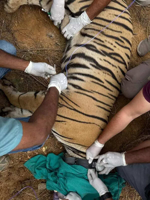 msid 123372689imgsize 84448.cms https://jaipur.visitinrajasthan.com/wp-content/uploads/2023/10/cropped-cropped-R-2.png