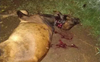 msid 123395035imgsize 47728.cms https://jaipur.visitinrajasthan.com/wp-content/uploads/2023/10/cropped-cropped-R-2.png