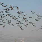 demoiselle cranes flock to jaisalmer before schedule after good monsoon https://jaipur.visitinrajasthan.com/wp-content/uploads/2023/10/cropped-cropped-R-2.png