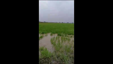 ghaggar river floods border posts https://jaipur.visitinrajasthan.com/wp-content/uploads/2023/10/cropped-cropped-R-2.png