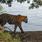 msid 123752079imgsize 88616.cms https://jaipur.visitinrajasthan.com/wp-content/uploads/2023/10/cropped-cropped-R-2.png