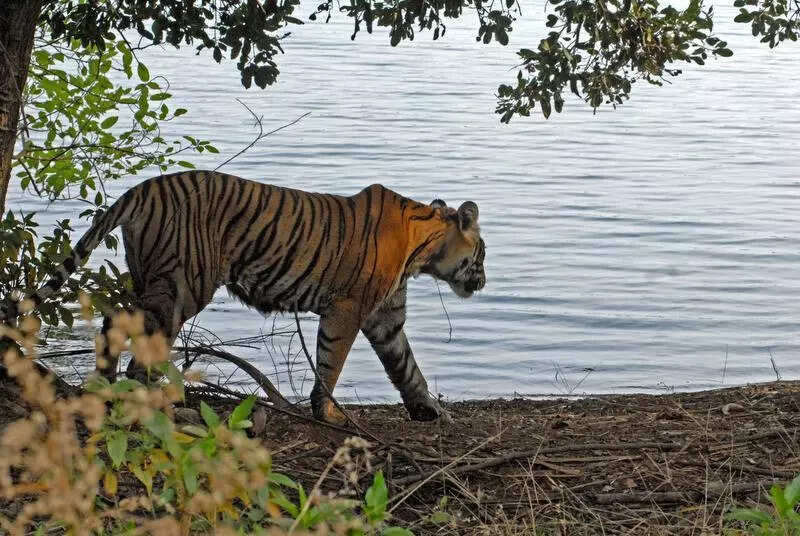 msid 123752079imgsize 88616.cms https://jaipur.visitinrajasthan.com/wp-content/uploads/2023/10/cropped-cropped-R-2.png