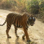 msid 123954415imgsize 81466.cms https://jaipur.visitinrajasthan.com/wp-content/uploads/2023/10/cropped-cropped-R-2.png