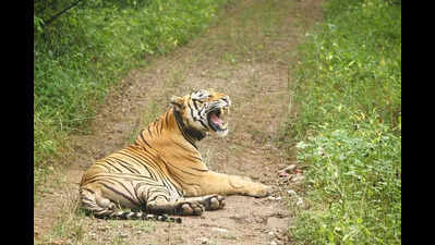 sc sends sariska tiger reserve boundary proposal for public consultation https://jaipur.visitinrajasthan.com/wp-content/uploads/2023/10/cropped-cropped-R-2.png