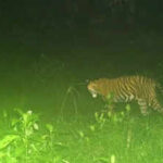 tigress cub sighted near sariska temple https://jaipur.visitinrajasthan.com/wp-content/uploads/2023/10/cropped-cropped-R-2.png