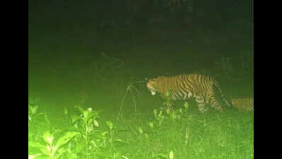 tigress cub sighted near sariska temple https://jaipur.visitinrajasthan.com/wp-content/uploads/2023/10/cropped-cropped-R-2.png