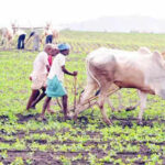 incessant oct rains damage 40 50 kharif crops in raj https://jaipur.visitinrajasthan.com/wp-content/uploads/2023/10/cropped-cropped-R-2.png