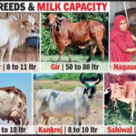 moo ving forward how cow scienceis transforming rajs rural landscape https://jaipur.visitinrajasthan.com/wp-content/uploads/2023/10/cropped-cropped-R-2.png