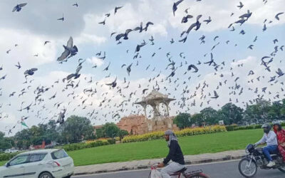 msid 124438374imgsize 73540.cms https://jaipur.visitinrajasthan.com/wp-content/uploads/2023/10/cropped-cropped-R-2.png