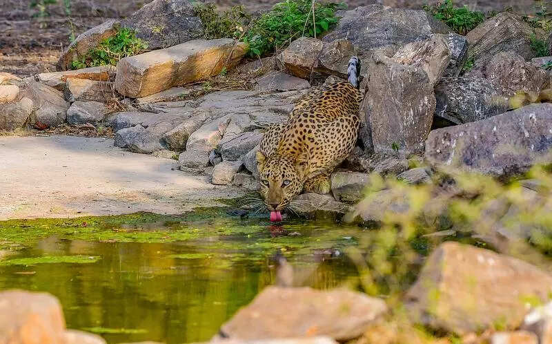 msid 124489734imgsize 89168.cms https://jaipur.visitinrajasthan.com/wp-content/uploads/2023/10/cropped-cropped-R-2.png