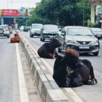 msid 124489965imgsize 44712.cms https://jaipur.visitinrajasthan.com/wp-content/uploads/2023/10/cropped-cropped-R-2.png