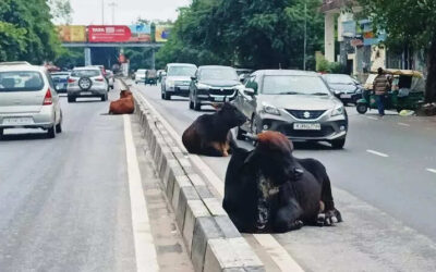 msid 124489965imgsize 44712.cms https://jaipur.visitinrajasthan.com/wp-content/uploads/2023/10/cropped-cropped-R-2.png