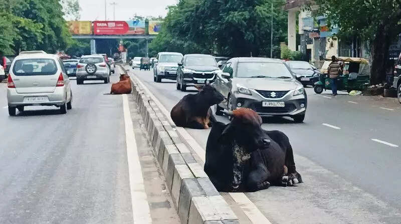 msid 124489965imgsize 44712.cms https://jaipur.visitinrajasthan.com/wp-content/uploads/2023/10/cropped-cropped-R-2.png