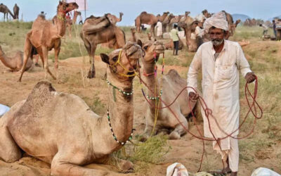 msid 124793792imgsize 74630.cms https://jaipur.visitinrajasthan.com/wp-content/uploads/2023/10/cropped-cropped-R-2.png