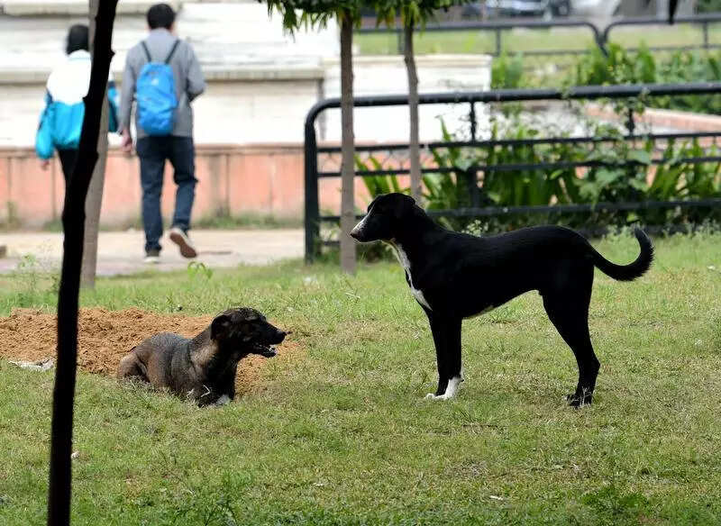 msid 124881400imgsize 82854.cms https://jaipur.visitinrajasthan.com/wp-content/uploads/2023/10/cropped-cropped-R-2.png