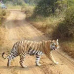 msid 124918670imgsize 27092.cms https://jaipur.visitinrajasthan.com/wp-content/uploads/2023/10/cropped-cropped-R-2.png