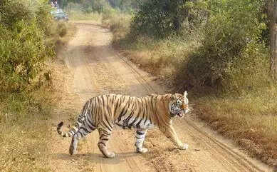 msid 124918670imgsize 27092.cms https://jaipur.visitinrajasthan.com/wp-content/uploads/2023/10/cropped-cropped-R-2.png