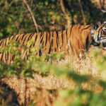 rain delayed tiger shifting project to begin after diwali https://jaipur.visitinrajasthan.com/wp-content/uploads/2023/10/cropped-cropped-R-2.png