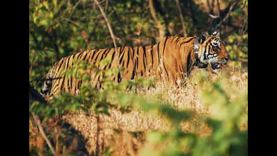rain delayed tiger shifting project to begin after diwali https://jaipur.visitinrajasthan.com/wp-content/uploads/2023/10/cropped-cropped-R-2.png