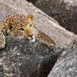raj may allow land conversion near jawai leopard reserve https://jaipur.visitinrajasthan.com/wp-content/uploads/2023/10/cropped-cropped-R-2.png