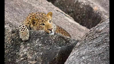 raj may allow land conversion near jawai leopard reserve https://jaipur.visitinrajasthan.com/wp-content/uploads/2023/10/cropped-cropped-R-2.png