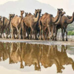 state lifts ban on interstatecamel transport after 11 yrs https://jaipur.visitinrajasthan.com/wp-content/uploads/2023/10/cropped-cropped-R-2.png