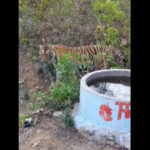 str faces concerns over exclusion of key tiger habitats from critical tiger habitat boundaries https://jaipur.visitinrajasthan.com/wp-content/uploads/2023/10/cropped-cropped-R-2.png