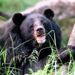 black bears to return to pink city after nine years https://jaipur.visitinrajasthan.com/wp-content/uploads/2023/10/cropped-cropped-R-2.png