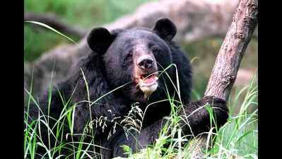 black bears to return to pink city after nine years https://jaipur.visitinrajasthan.com/wp-content/uploads/2023/10/cropped-cropped-R-2.png