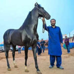 horses take centre stage at pushkar fair with sales totalling rs 75l https://jaipur.visitinrajasthan.com/wp-content/uploads/2023/10/cropped-cropped-R-2.png