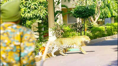 leopard gives citys vip zone in civil lines a wild wake up call https://jaipur.visitinrajasthan.com/wp-content/uploads/2023/10/cropped-cropped-R-2.png