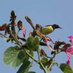 msid 125024348imgsize 28762.cms https://jaipur.visitinrajasthan.com/wp-content/uploads/2023/10/cropped-cropped-R-2.png