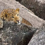 msid 125116134imgsize 83166.cms https://jaipur.visitinrajasthan.com/wp-content/uploads/2023/10/cropped-cropped-R-2.png