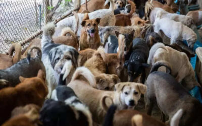 msid 125191143imgsize 58634.cms https://jaipur.visitinrajasthan.com/wp-content/uploads/2023/10/cropped-cropped-R-2.png