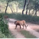 msid 125208632imgsize 32294.cms https://jaipur.visitinrajasthan.com/wp-content/uploads/2023/10/cropped-cropped-R-2.png