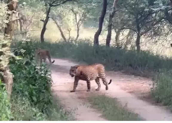 msid 125208632imgsize 32294.cms https://jaipur.visitinrajasthan.com/wp-content/uploads/2023/10/cropped-cropped-R-2.png