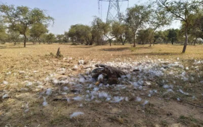 msid 125208851imgsize 116392.cms https://jaipur.visitinrajasthan.com/wp-content/uploads/2023/10/cropped-cropped-R-2.png