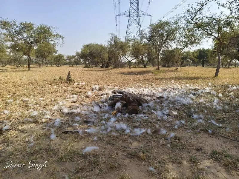 msid 125208851imgsize 116392.cms https://jaipur.visitinrajasthan.com/wp-content/uploads/2023/10/cropped-cropped-R-2.png