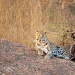 msid 125445797imgsize 86702.cms https://jaipur.visitinrajasthan.com/wp-content/uploads/2023/10/cropped-cropped-R-2.png