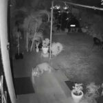 msid 125598338imgsize 25474.cms https://jaipur.visitinrajasthan.com/wp-content/uploads/2023/10/cropped-cropped-R-2.png