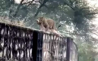 msid 125645712imgsize 30130.cms https://jaipur.visitinrajasthan.com/wp-content/uploads/2023/10/cropped-cropped-R-2.png