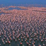 sambhar sees huge surge in migratory birds amid record water levels https://jaipur.visitinrajasthan.com/wp-content/uploads/2023/10/cropped-cropped-R-2.png