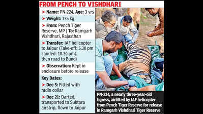 countrys second tiger relocation strengthens rajs big cat landscape https://jaipur.visitinrajasthan.com/wp-content/uploads/2023/10/cropped-cropped-R-2.png