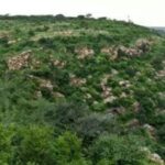 file photo https://jaipur.visitinrajasthan.com/wp-content/uploads/2023/10/cropped-cropped-R-2.png