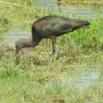 glossy ibis seen in raj again year after 1st recorded breeding https://jaipur.visitinrajasthan.com/wp-content/uploads/2023/10/cropped-cropped-R-2.png