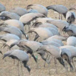 high fidelity russian mongolian demoiselles converge at khichan https://jaipur.visitinrajasthan.com/wp-content/uploads/2023/10/cropped-cropped-R-2.png