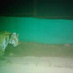 in critical relocation move pench tigress released into wild in rvtr https://jaipur.visitinrajasthan.com/wp-content/uploads/2023/10/cropped-cropped-R-2.png