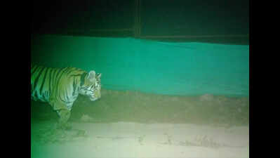 in critical relocation move pench tigress released into wild in rvtr https://jaipur.visitinrajasthan.com/wp-content/uploads/2023/10/cropped-cropped-R-2.png
